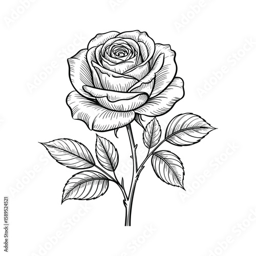 Detailed black and white illustration of a blooming rose with leaves flower petals
