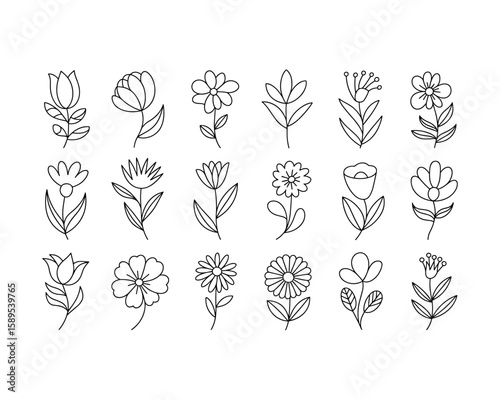 Delicate floral illustrations with simple linework and natural forms flowers botanical