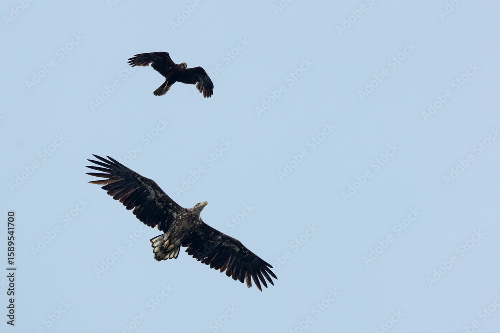 Fototapeta premium immature white-tailed eagle (haliaeetus albicilla) get attackt by a adult female western marsh harrier (circus aeruginosus) in flight, found in Fehér in Hungary