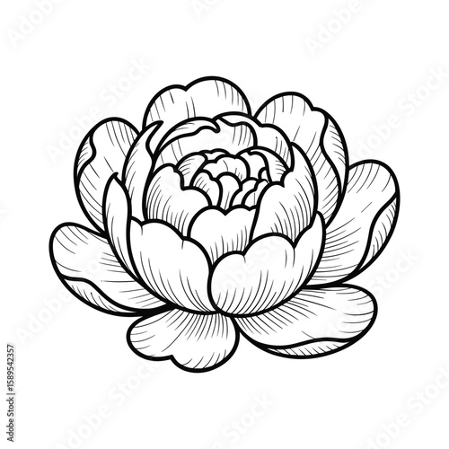 Detailed black and white sketch of a blooming peony flower blossom botanical