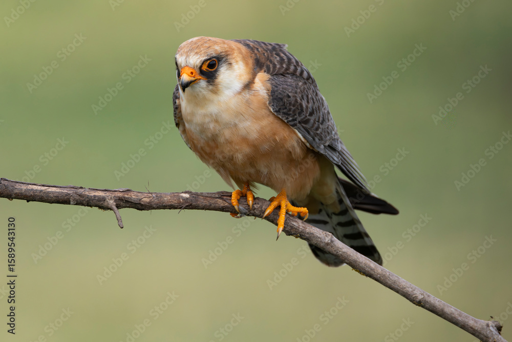 Naklejka premium adult female Red-footed Falcon (Falco vespertinus) perching on a branch, found in Hortobagy National Park in Hungary