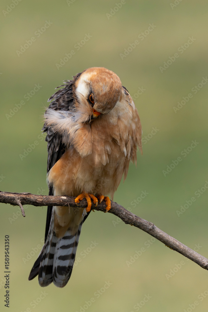 Naklejka premium adult female red-footed falcon (Falco vespertinus) preening its breast feathers in the rain while perching on a branch, found in Hortobagy National Park