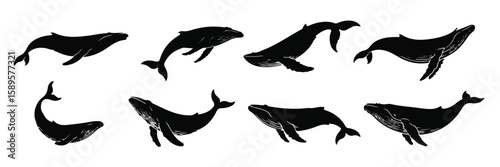 Black whale silhouettes in various poses humpback white set, bundle, vector, isolated on white background, cutout, png, clipping path, transparent, image, download, 2025,2026