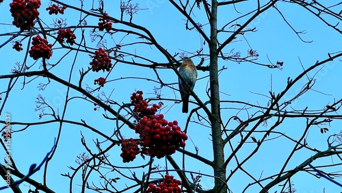 Foto Bird perched on bare tree branches with red berries against clear blue sky