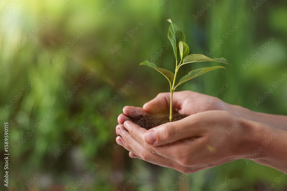 Planting tree. Man holding soil with young seedling outdoors, closeup. Space for text Planting tree. Man holding soil with young seedling outdoors, closeup. Space for text