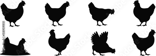 Eight black chicken silhouettes in various poses fowl poultry set, bundle, vector, isolated on white background, cutout, png, clipping path, transparent, image, download, 2025,2026