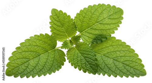 Quadro su tela Isolated Lemon Balm Leaf