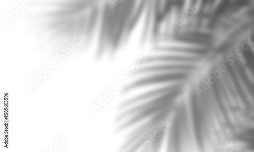 Realistic shadow overlay effect. Natural palm leaf shadows isolated on transparent background. Tropical coconut branch shade, foliage silhouette decoration. Design element for summer spring projects