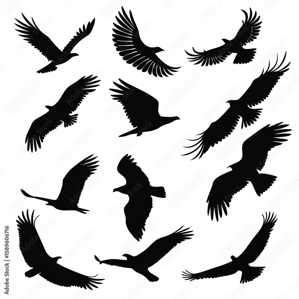 Obraz premium Twelve Black Eagle Silhouettes in Flight White Background