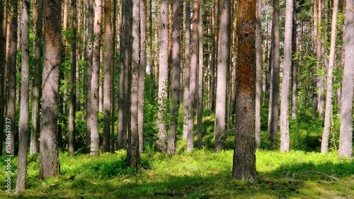 The pine forest is an oasis of greenery and tranquility on the shores of the Gulf of Finland. Here you can stroll along the manicured alleys or get lost in the wild corners of nature.
