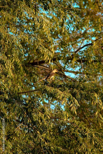 Northern mockingbird in tree during sunset