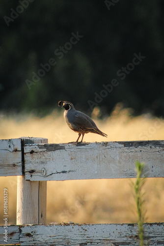 Quail standing on an old white fence