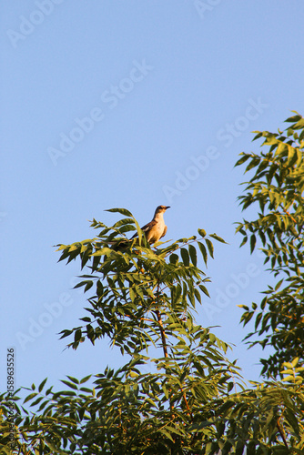 Northern mockingbird perched on top of a tree