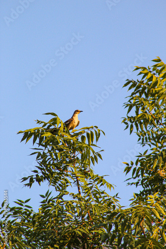 Northern mockingbird sitting on top of a tree