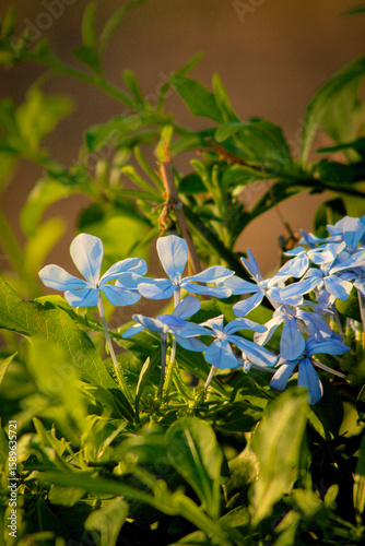 Blue plumbago in the evening sunlight