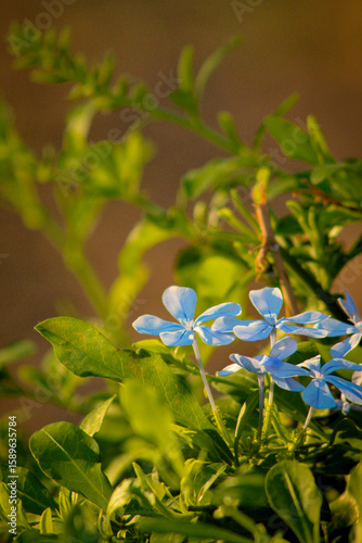 Blue Plumbago in the evening sunlight