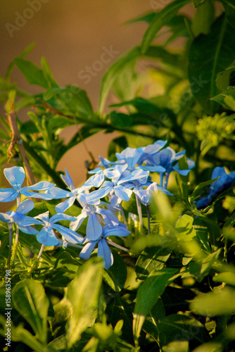 Blue plumbago flowers in the evening sunlight