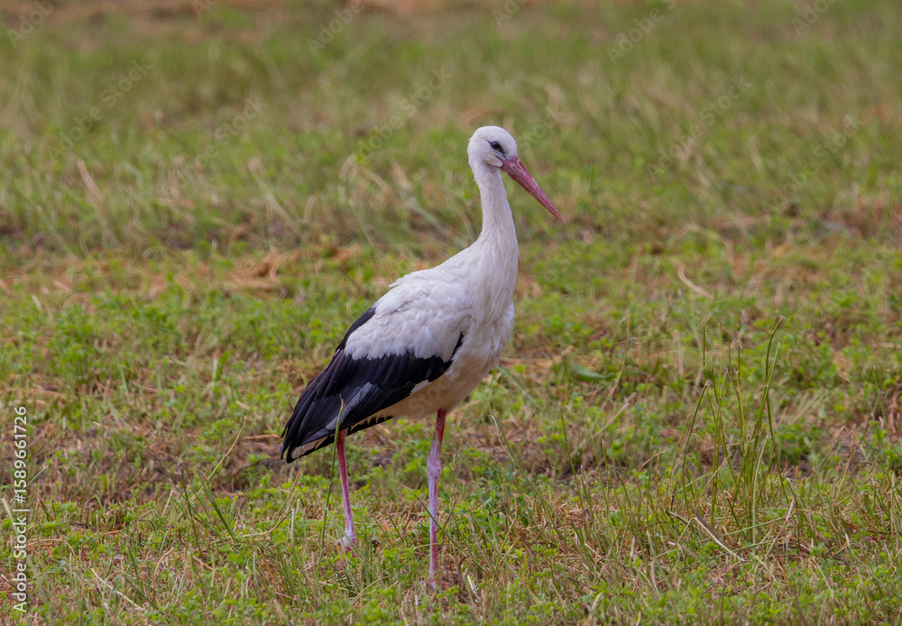 Fototapeta premium A white stork walking through the grass