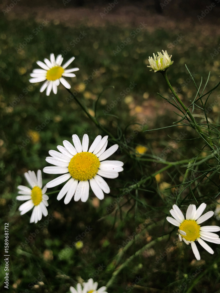 Fototapeta premium Field daisies on a green background