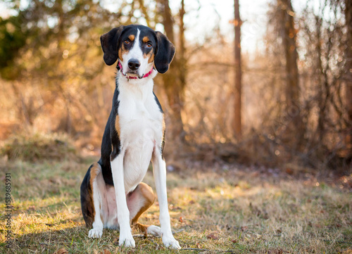 Fotografía A tricolor American Foxhound dog sitting