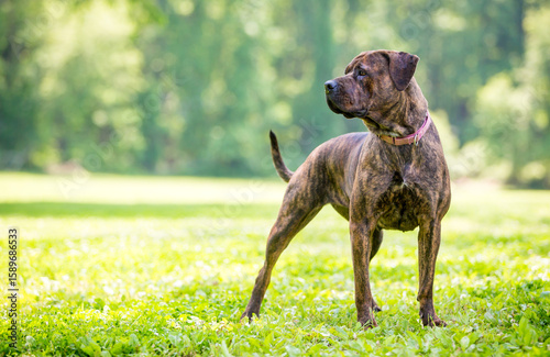 A brindle Cane Corso mixed breed dog standing outdoors