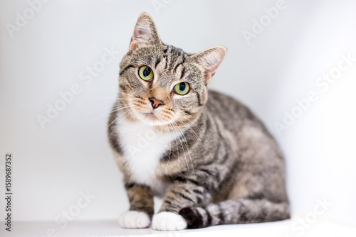 Foto A shorthair tabby cat  looking at the camera with a head tilt