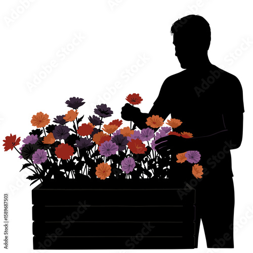 Silhouette of man gardening and tending to colorful flowers in planter  