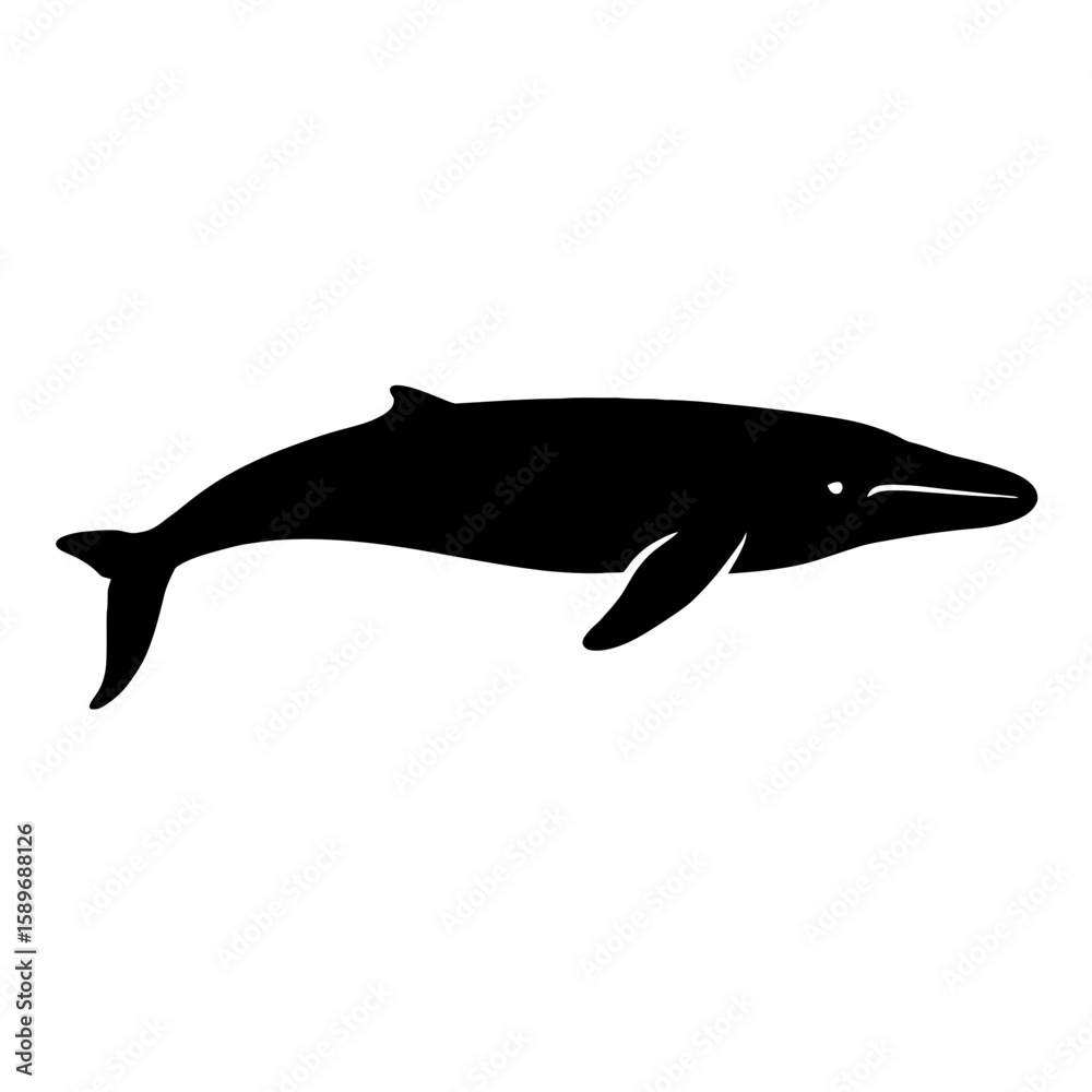 Fototapeta premium Design a black silhouette of a Fin Whale white background clean vector shape
