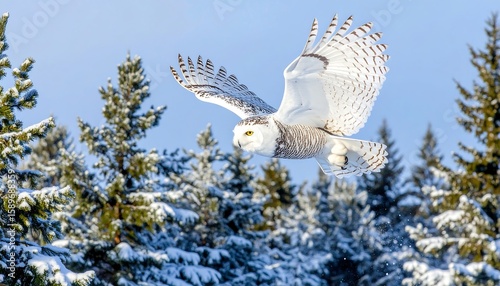 Majestic Snowy Owl Gliding Through Snowy Forest Under Clear Blue Sky in Winter Wonderland Scene