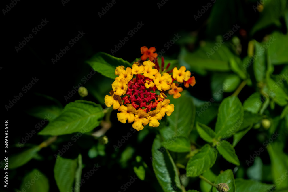 yellow flowers yellow flowers