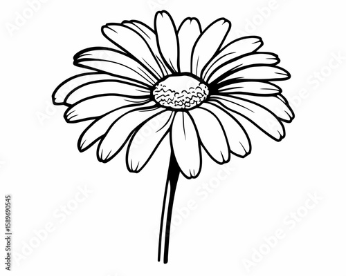 White daisy on white background. Detailed clipping path included.Flowers on white:
