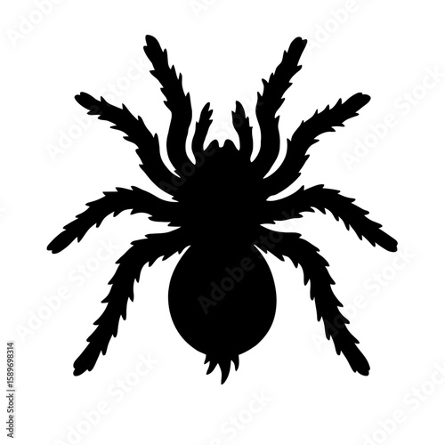 Design a black silhouette of a Curly Hair Tarantula white background clean vector shape