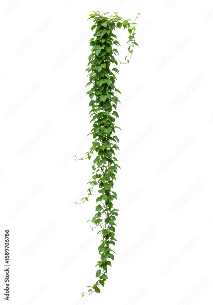 Naklejka premium Lush green climbing vine with abundant vibrant heart-shaped foliage & long delicate hanging tendrils, isolated against pure clean white background with copy space, studio shot, no shadows, slightly