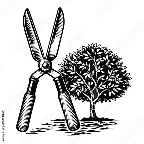 Pruned bush with shears, essential tools for garden maintenance. Bush trimming with shears promotes healthy growth, enhancing plant vitality and beautiful form.