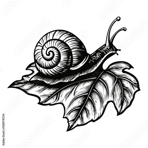 Snail and leaf illustrated in hand-drawn engraving style. Snail and leaf art features detailed, vintage etching of nature's wonders, highlighting garden life and crawling animals.
