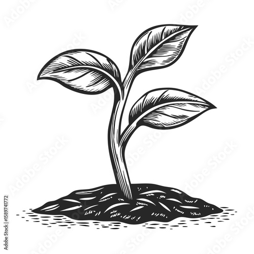 Sprouting seedling illustration shows young plant growing from fertile soil with leaves. Sprouting seedling in hand-drawn engraving style for illustrations and designs.