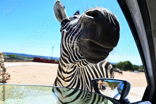 Photography Zebra, photo safari, Madrid, Spain