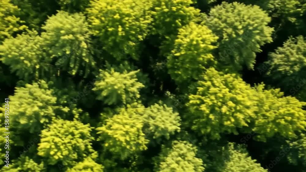 Aerial View of Lush Green Forest Canopy: Drone Footage of Vibrant Tree Tops Aerial View of Lush Green Forest Canopy: Drone Footage of Vibrant Tree Tops