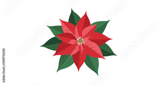 Vibrant red poinsettia flower with green leaves illustrates festive holiday spirit