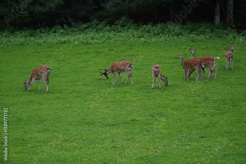 The fallow deer (Dama dama) is a medium-sized deer. The males are characterized by their shovel-like antlers and their often spotted summer coat. Styria, Austria, Europe.