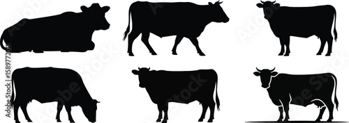 Cow silhouette vector set, black cattle in different positions, farm animal outline for agriculture and rural design