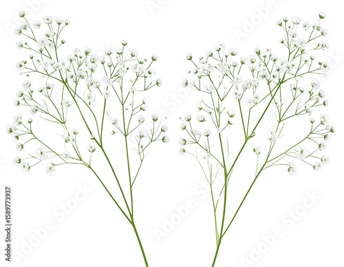 Minimalist Vector Clipart of Two Long Gypsophila Stems with Tiny Flowers, Transparent PNG