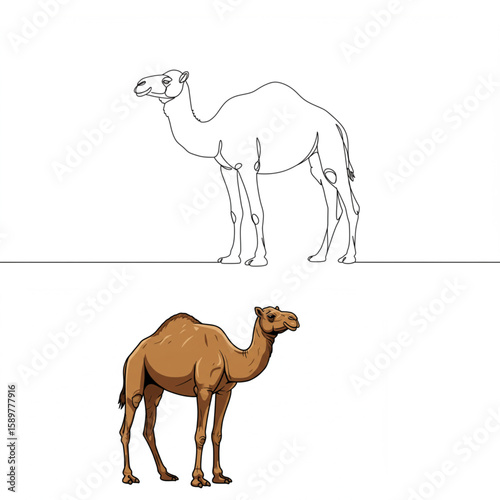 Artistic camel graphic showcases two styles of dromedary art, one is continuous line art, and the other is a fully colored camel design.