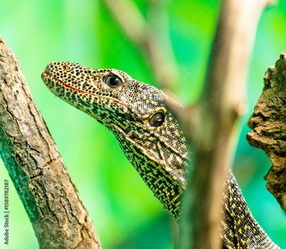 Obraz premium green lizard on a tree