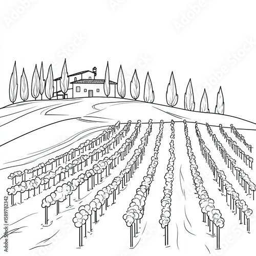 A simple line drawing of an Italian vineyard with rows of grapevines and cypress trees, with a house in the background