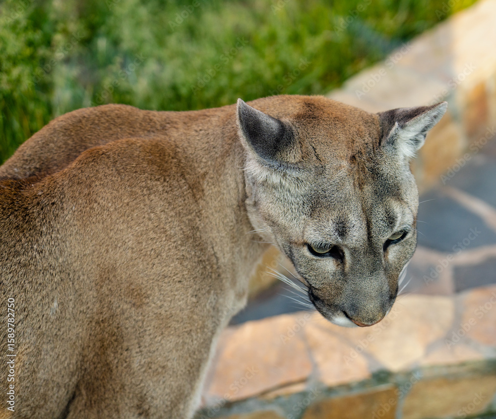 Naklejka premium Puma
