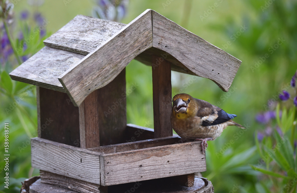 Naklejka premium junger Kernbeißer frisst Sonnenblumenkerne am Vogelhaus