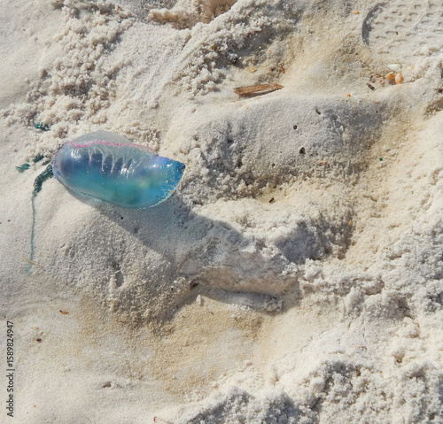 Portuguese Man-O-War on Florida Beach. Close-up of a Portuguese Man O War washed up on a Johnson Beach, Florida. With trailing tentacles, it resembles a jellyfish, but is actually a siphonophore.