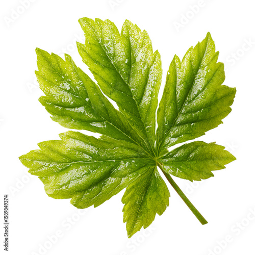 A fresh palmate leaf with five lobes, springtime theme, isolated on white background