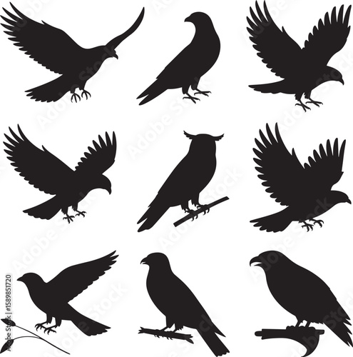 Diverse bird silhouettes featuring eagles owls pigeons and crows vector
